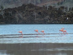 07-Flamingos in the Flamingo Lagoon
